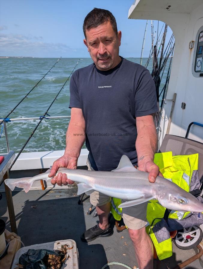 6 lb Smooth-hound by Thrush