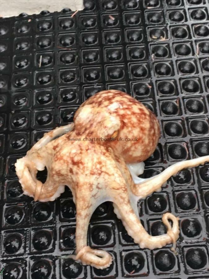 3 lb Octopus by Unknown
