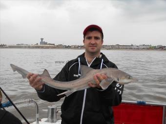 5 lb Starry Smooth-hound by Nick
