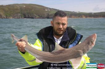 6 lb Starry Smooth-hound by Ross