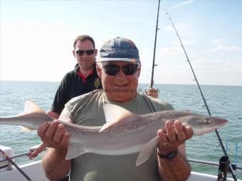 7 lb 6 oz Starry Smooth-hound by Mark Sessions