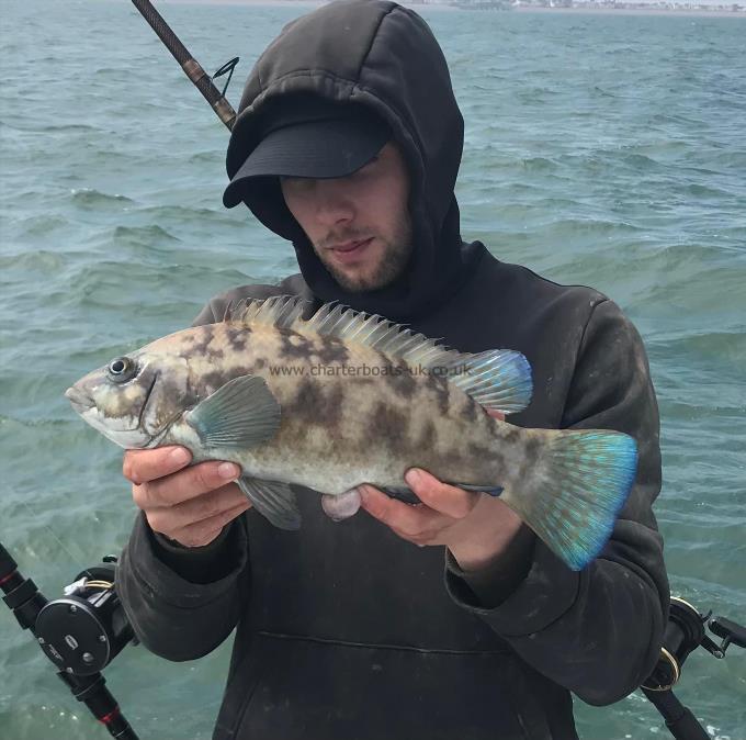 3 lb Ballan Wrasse by Unknown