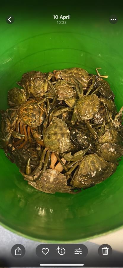 1 lb Spider Crab by Unknown