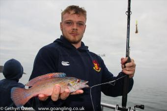 1 lb Cuckoo Wrasse by Sion