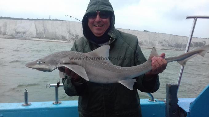 11 lb Starry Smooth-hound by Steve