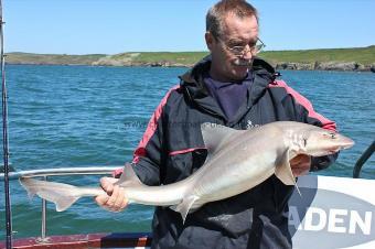 16 lb 9 oz Starry Smooth-hound by Colin