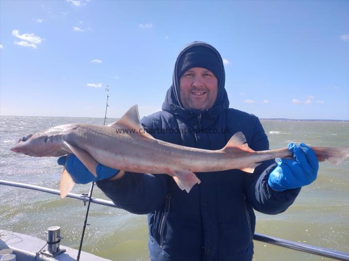 6 lb Starry Smooth-hound by Gary