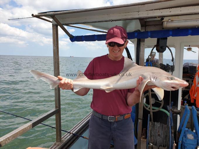 20 lb 2 oz Starry Smooth-hound by Unknown