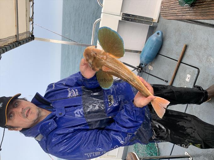 3 lb 7 oz Tub Gurnard by Nick