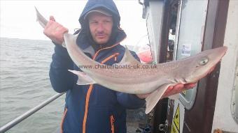 8 lb 9 oz Starry Smooth-hound by Michael from london