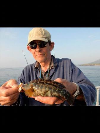 1 lb 5 oz Corkwing Wrasse by Simon
