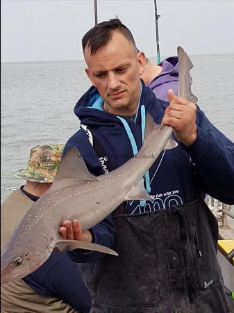 12 lb Smooth-hound (Common) by Trevor