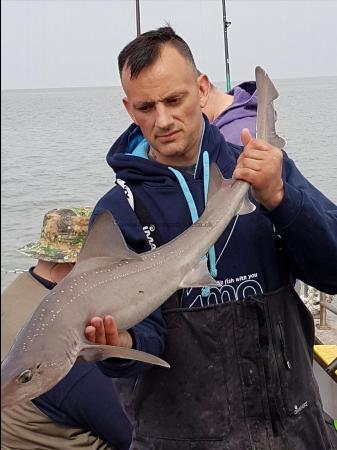 12 lb Smooth-hound by Trevor