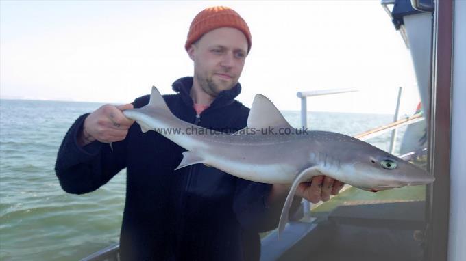 6 lb 4 oz Smooth-hound (Common) by Mark from Essex