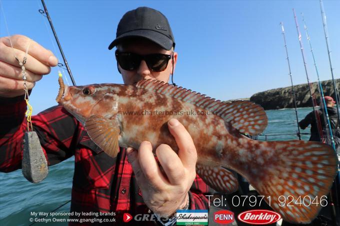 2 lb Ballan Wrasse by Dave