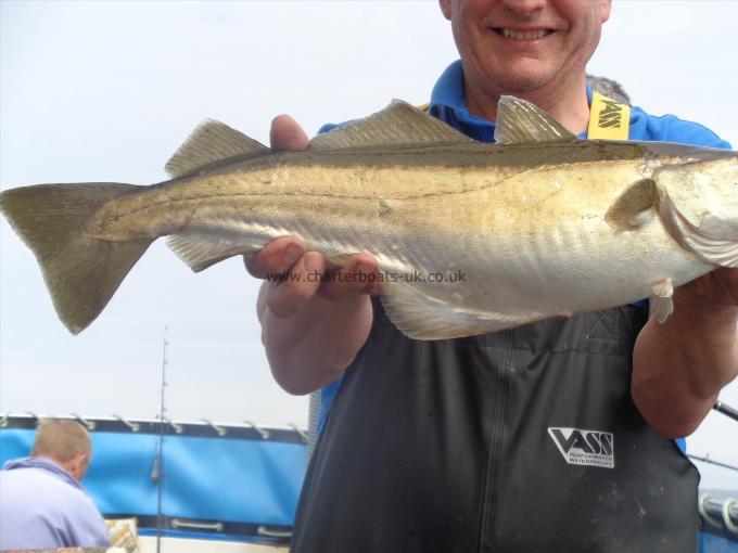 5 lb 6 oz Pollock by Unknown