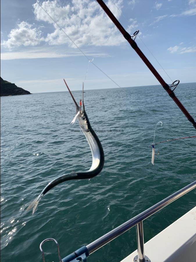 1 lb 3 oz Garfish by Unknown