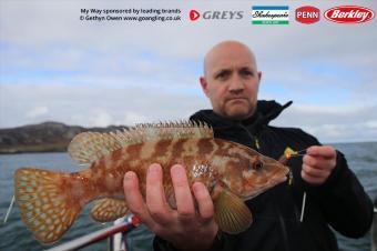 2 lb Ballan Wrasse by Rich