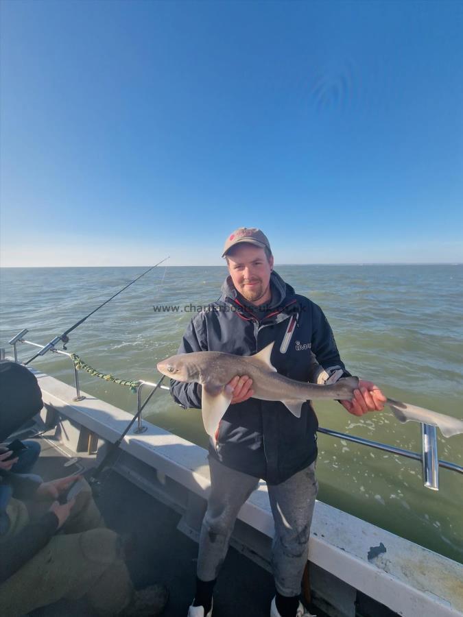 6 lb Smooth-hound (Common) by Craig