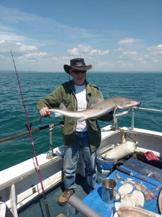9 lb Smooth-hound by Unknown
