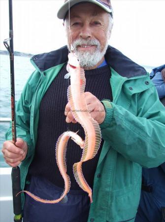 3 oz Red Band Fish by Ian Youngs