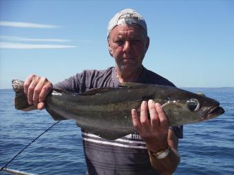 7 lb 8 oz Pollock by Alan