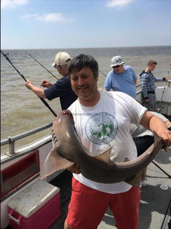 16 lb Starry Smooth-hound by Unknown