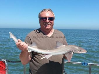 5 lb Starry Smooth-hound by keith