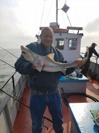 16 lb 8 oz Smooth-hound (Common) by Kevin