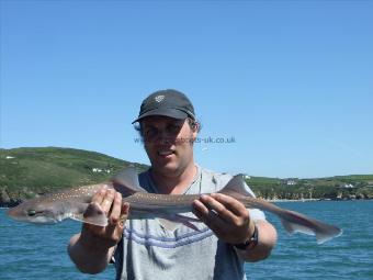 3 lb Starry Smooth-hound by Unknown