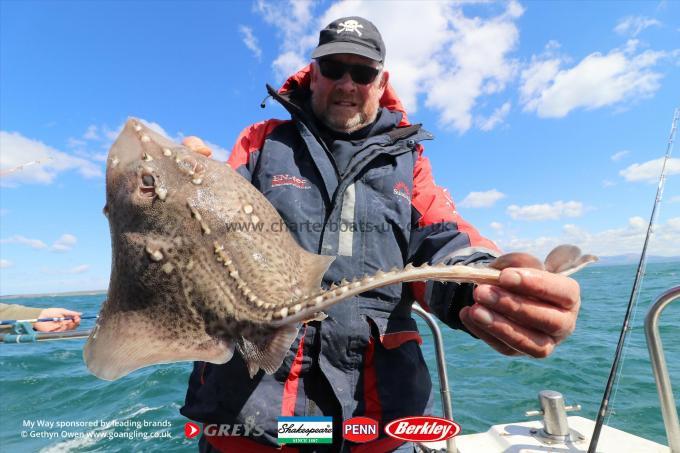 4 lb Thornback Ray by Colin