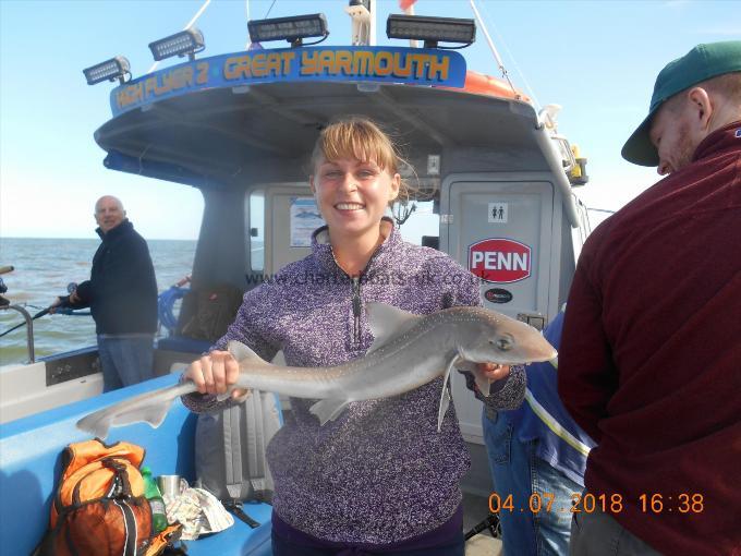 6 lb Starry Smooth-hound by Rebecca