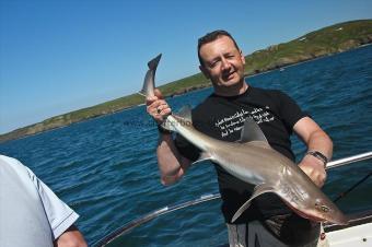 12 lb Starry Smooth-hound by Kev