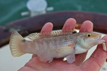 3 oz Goldsinny Wrasse by Chris Nedon