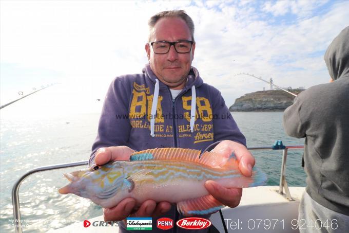 1 lb Cuckoo Wrasse by Malcolm