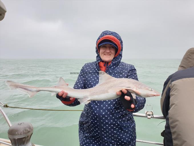 6 lb Starry Smooth-hound by Bob Marshall