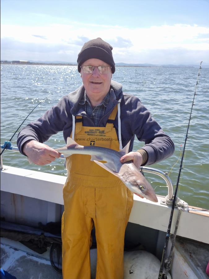 4 lb Starry Smooth-hound by Ken Pearson