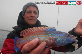 1 lb Cuckoo Wrasse by Dave