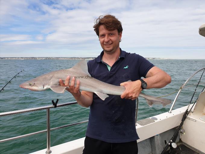 8 lb Starry Smooth-hound by Bob Marshall