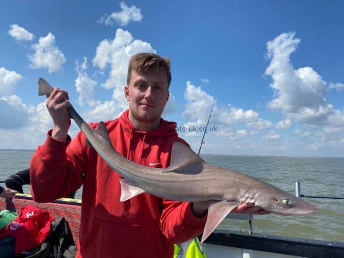 6 lb Smooth-hound (Common) by Unknown