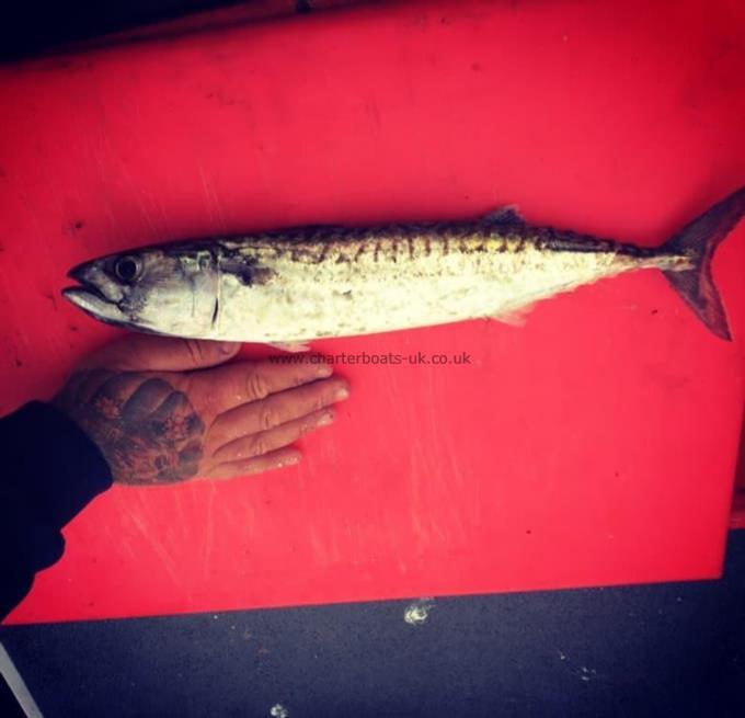 1 lb 4 oz Mackerel by Duncan