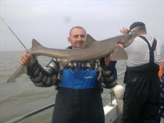 11 lb Smooth-hound (Common) by peter bowen