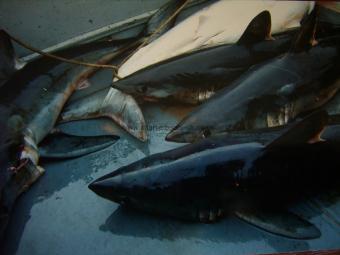 175 lb Porbeagle by Unknown