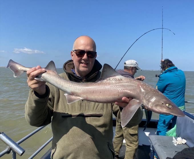 7 lb Smooth-hound (Common) by Unknown