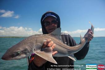 11 lb Starry Smooth-hound by David