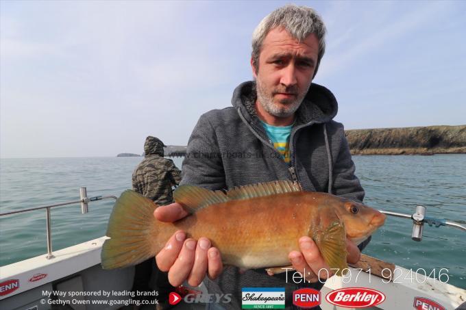 3 lb Ballan Wrasse by Ron