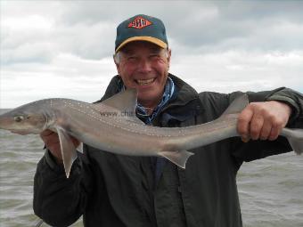 6 lb Starry Smooth-hound by Alan Beck