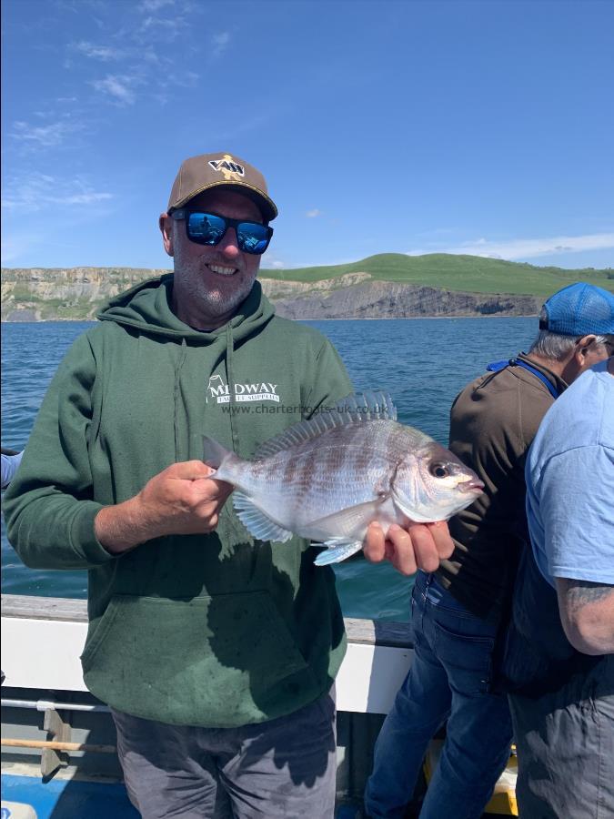 2 lb 8 oz Black Sea Bream by Unknown
