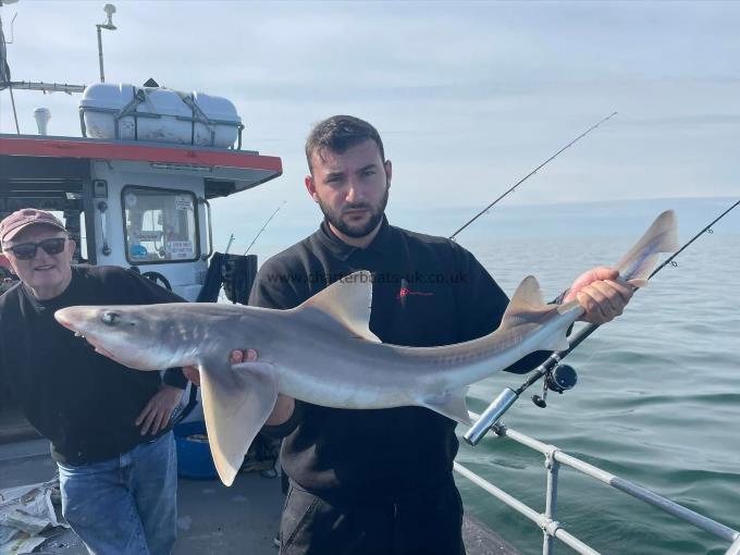 15 lb Smooth-hound by Unknown