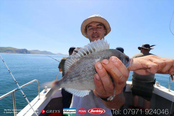 1 lb Black Sea Bream by Unknown